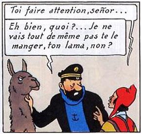 Haddock et le lama