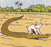 crocodile